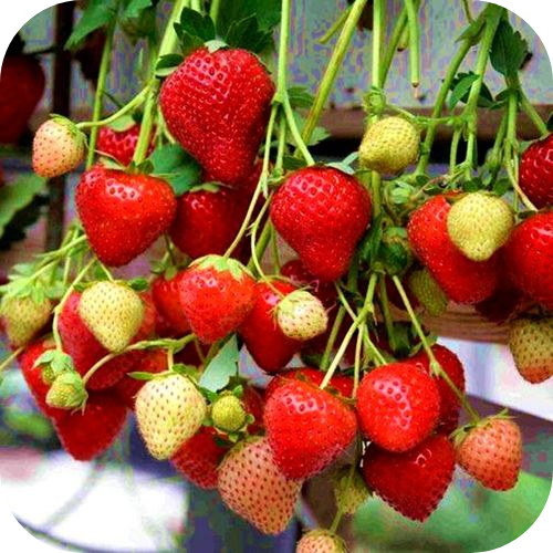 Клубника "Моллинг Аллюр" Клубника "Моллинг Аллюр"